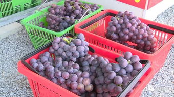 加強(qiáng)日常監(jiān)管與抽樣檢查，筑牢農(nóng)副產(chǎn)品供給安全防線(xiàn)