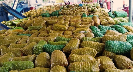 黃龍 探索農(nóng)副產(chǎn)品“鏈?zhǔn)桨l(fā)展”，激活產(chǎn)業(yè)“聚變效應(yīng)”