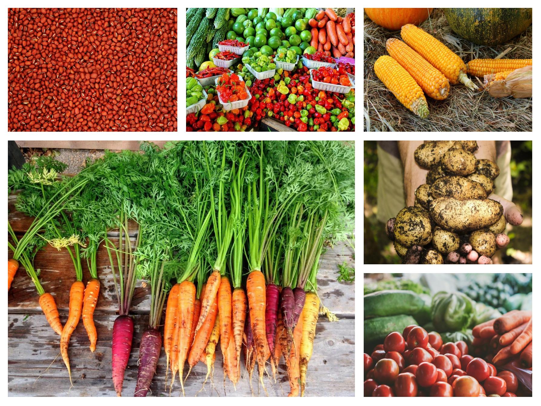 有機農產品 連接健康與環(huán)保的農副產品新選擇