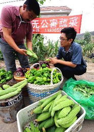 國慶期間農副產品供應充足，市場價格總體穩定